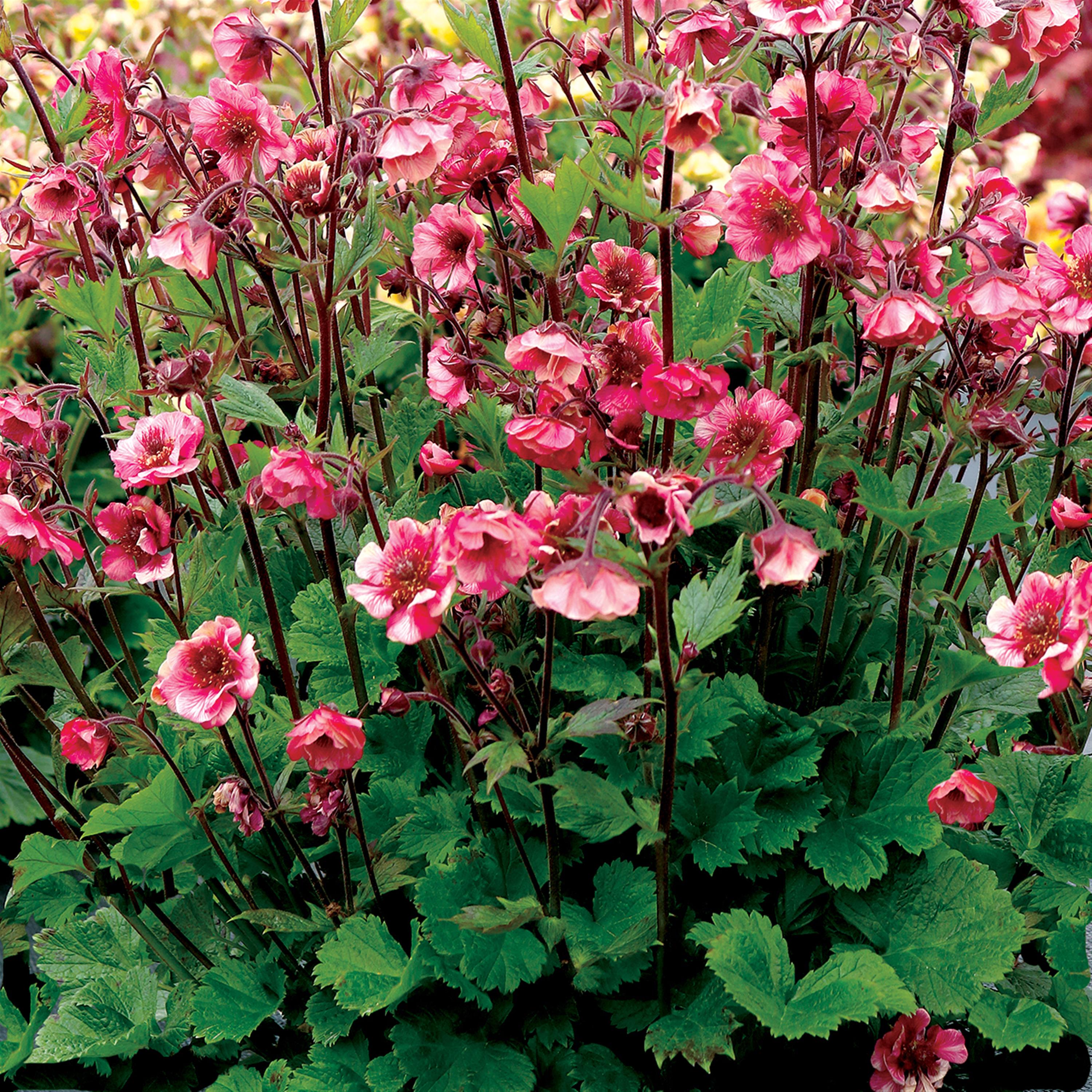 Geum x 'TNGEUTR'  - Tempo™ Rose Avens