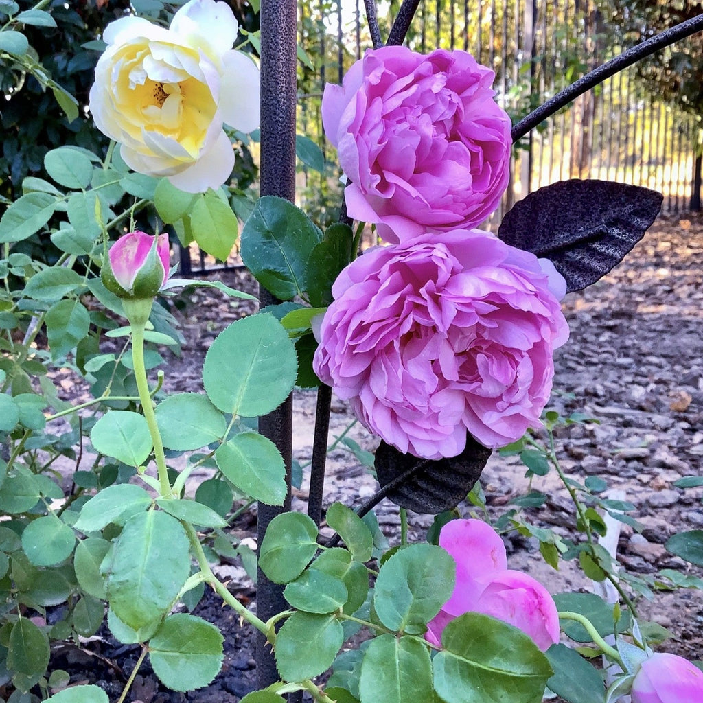Rosa 'Ausren'  - Charles Rennie Mackintosh Rose