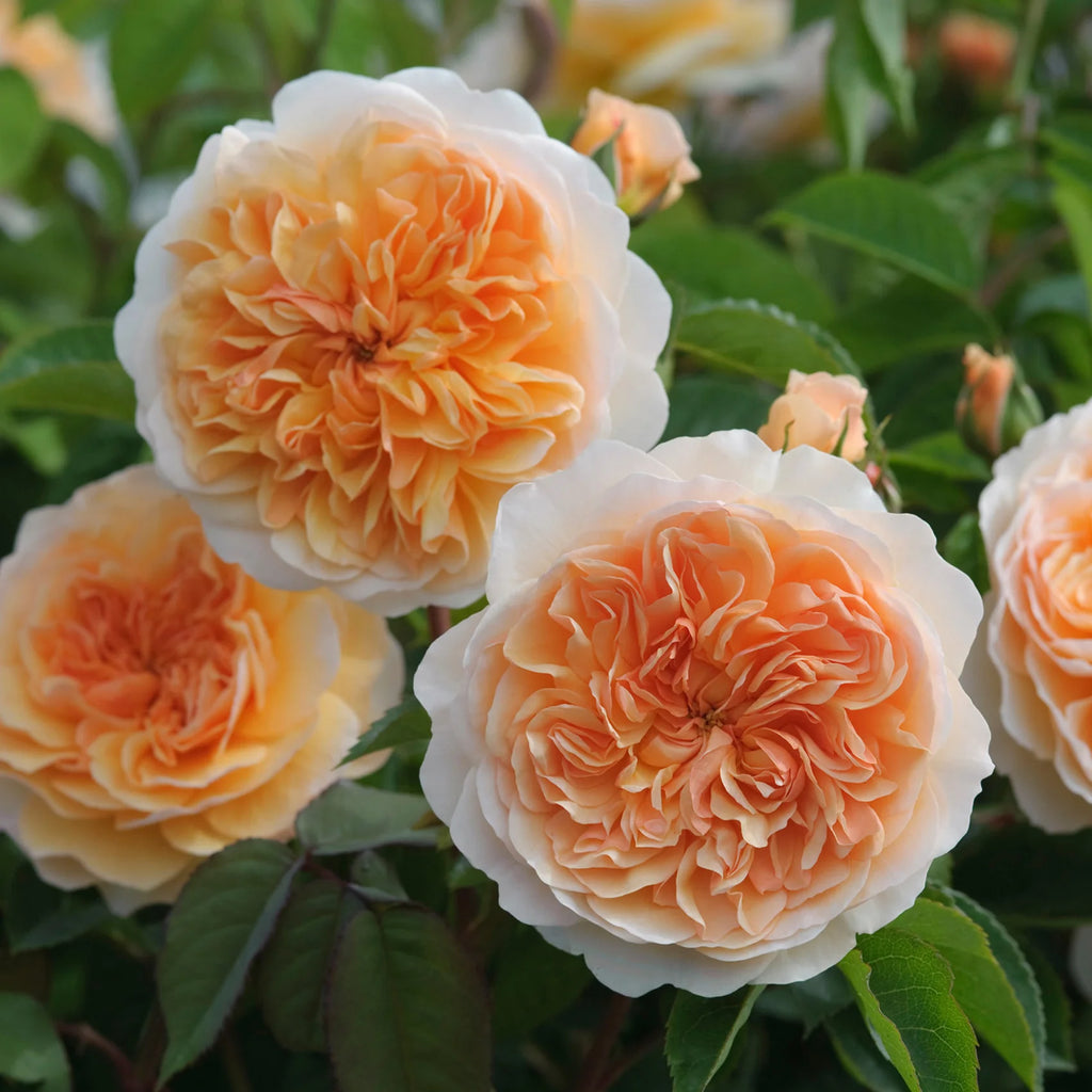Port Sunlight™ David Austin® English Shrub Rose