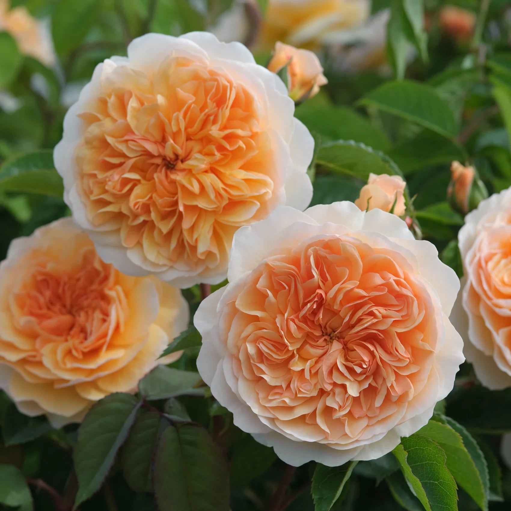 Port Sunlight™ David Austin® English Shrub Rose