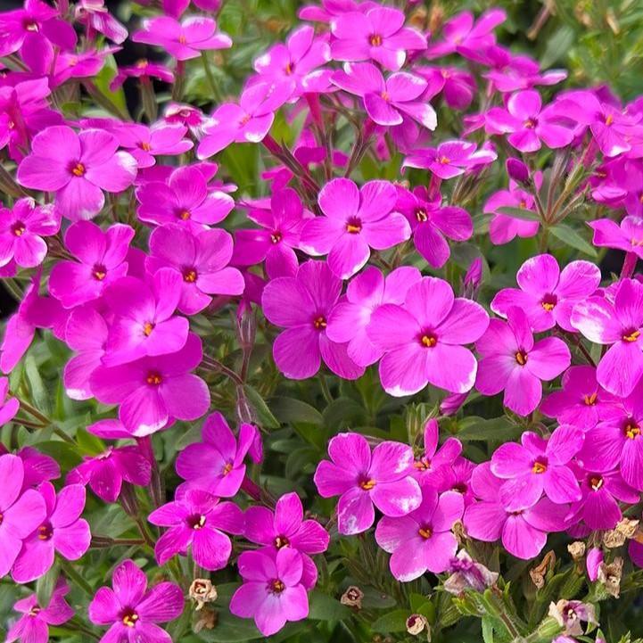 Phlox hybrid 'Woodlander Pink'  - Woodlander Pink Phlox