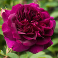 Darcey Bussell® by David Austin®