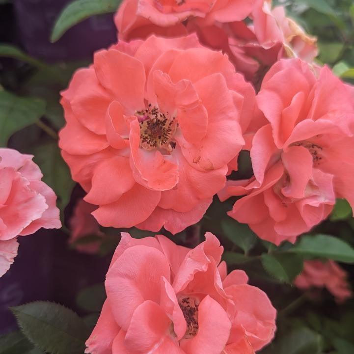 Rosa 'BAIdre'  - First Editions® Patriot Dream Rose