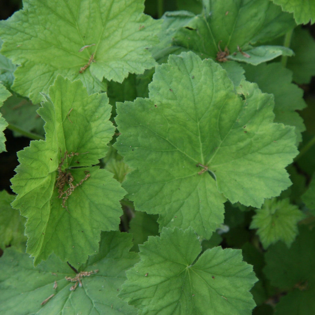 Heuchera villosa  - Hairy Alumroot, Coral Bells