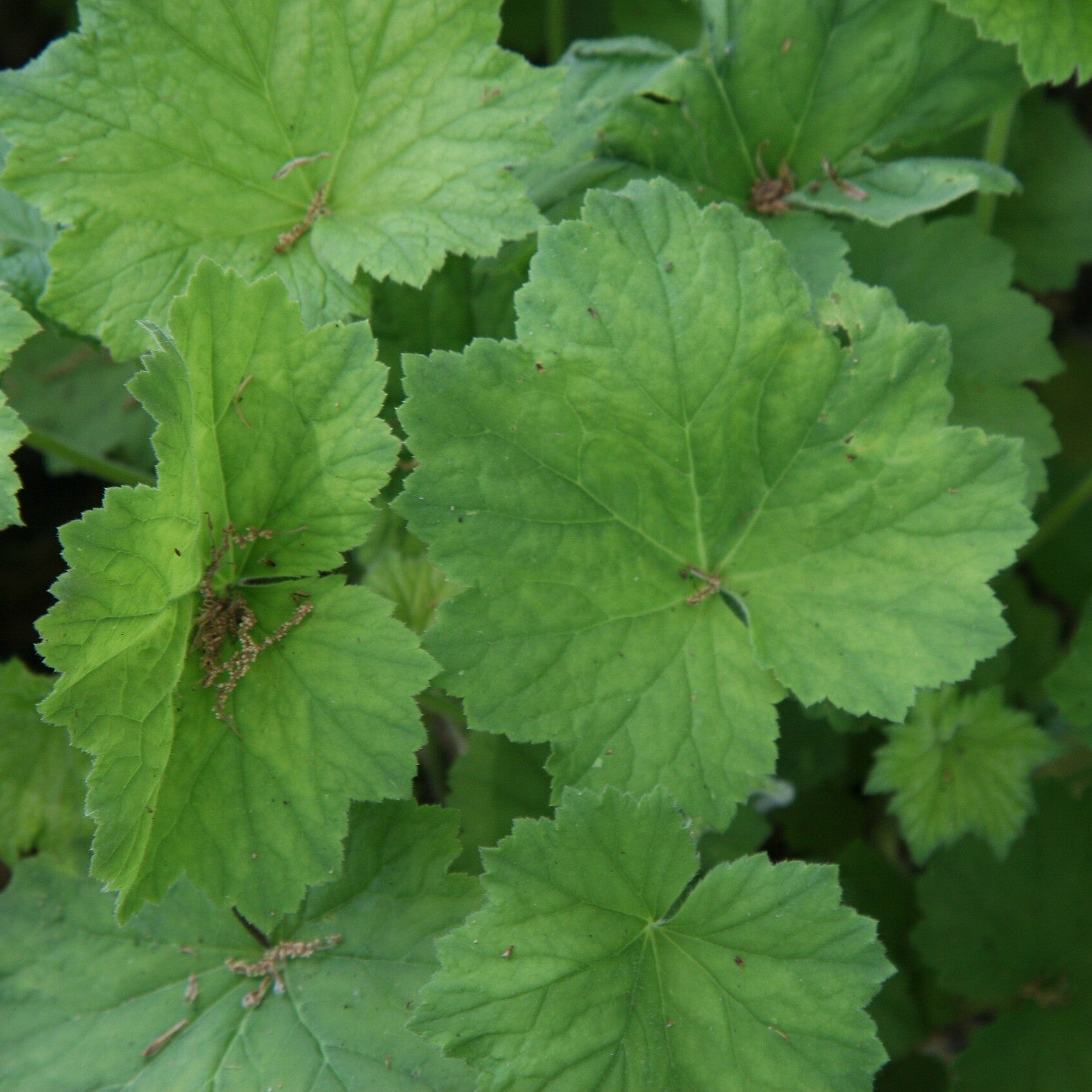 Heuchera villosa  - Hairy Alumroot, Coral Bells