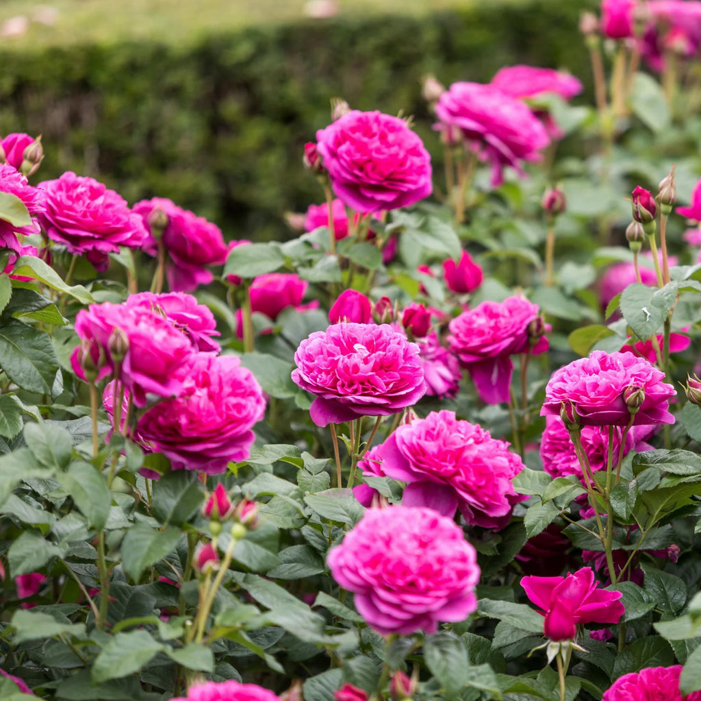 James L. Austin® David Austin® English Shrub Rose