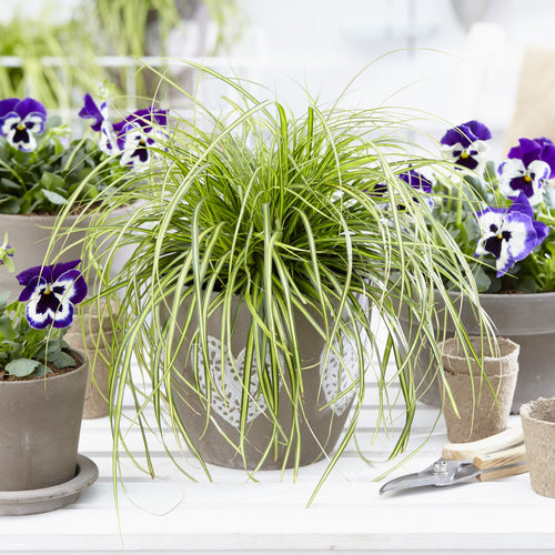 Carex oshimensis 'Eversheen' PP25938  - Evercolor® Eversheen Variegated Sedge