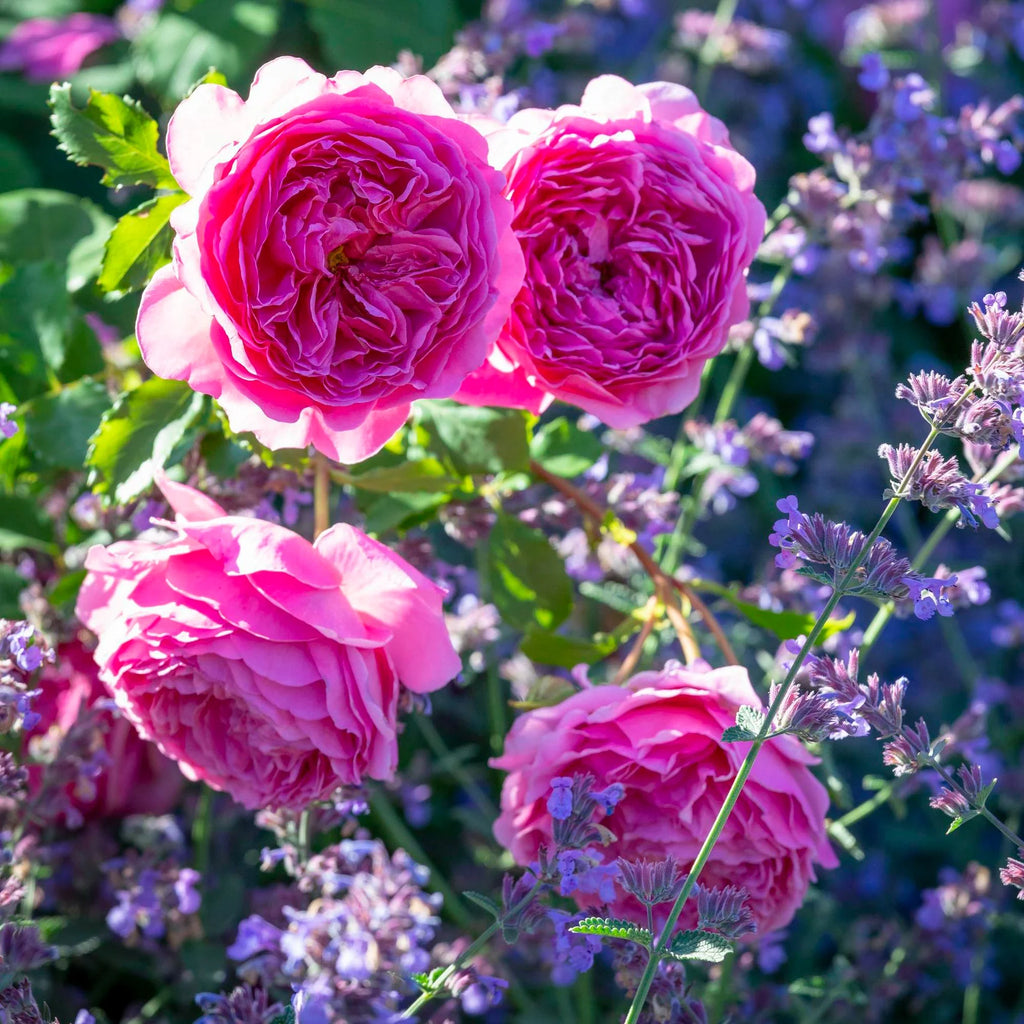 Princess Alexandra of Kent® David Austin® English Shrub Rose