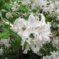 Rhododendron viscosum  - Swamp Azalea
