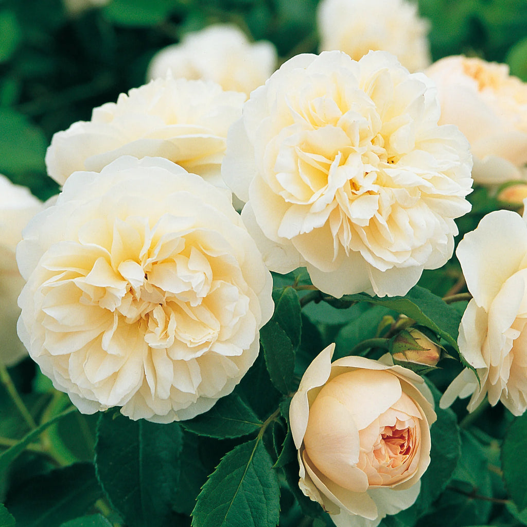 Lichfield Angel™ David Austin® English Shrub Rose