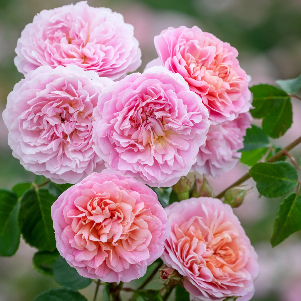 Eustacia Vye® by David Austin®