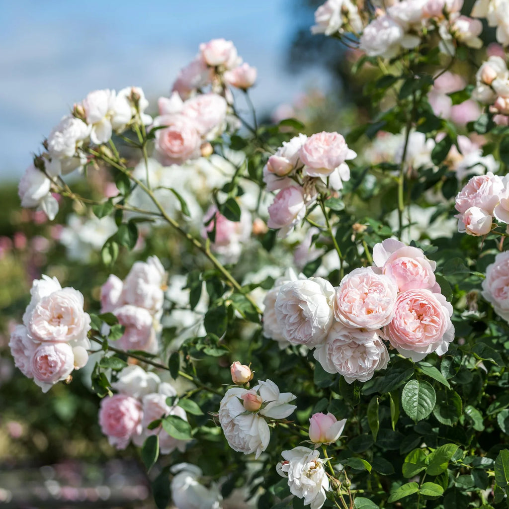 Gentle Hermione® by David Austin®