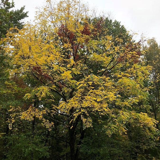 Juglans nigra  - Black Walnut