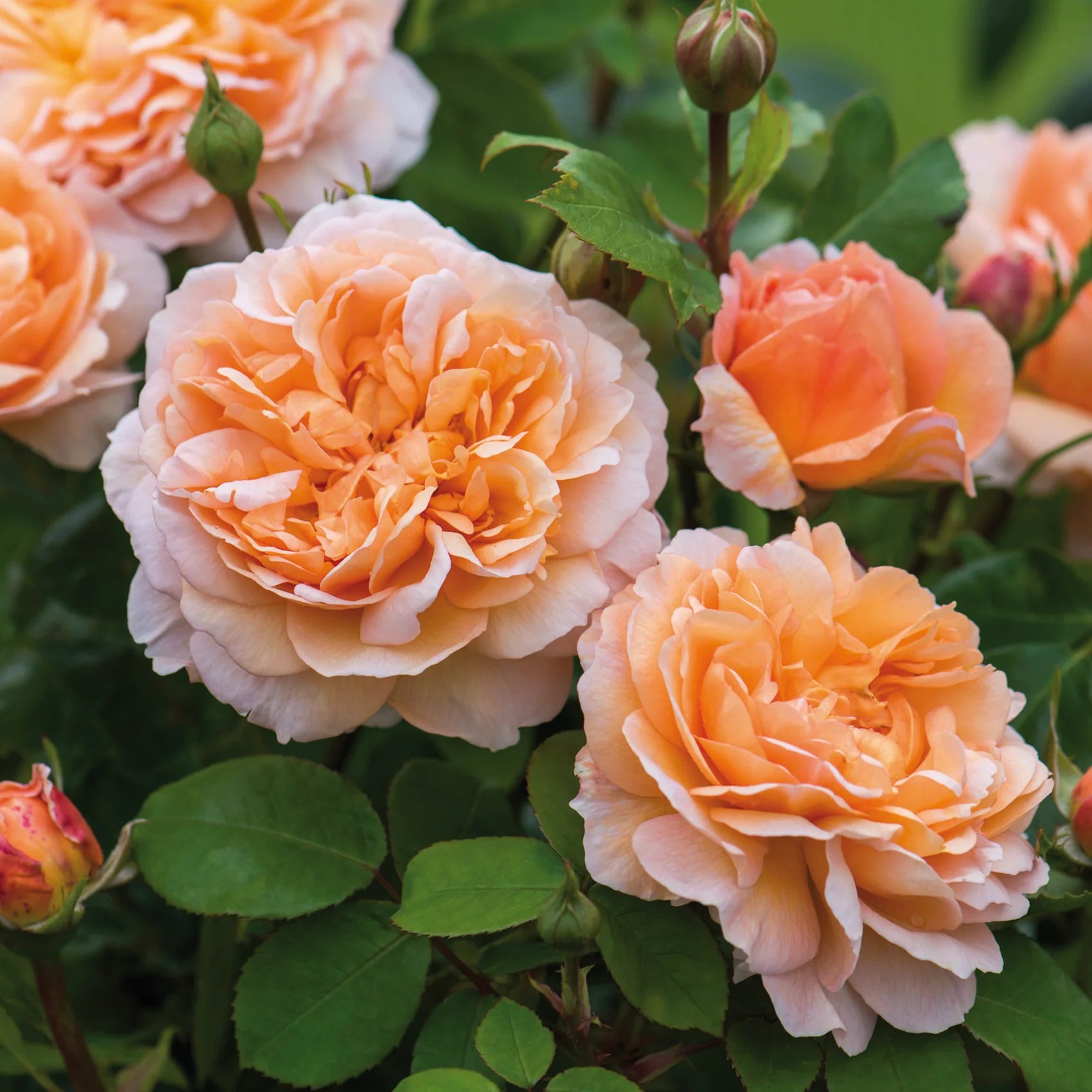 The Lady Gardener® David Austin® English Shrub Rose