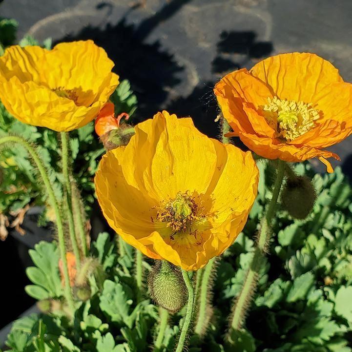 Papaver nudicaule 'Garden Gnome'  - Garden Gnome Poppies