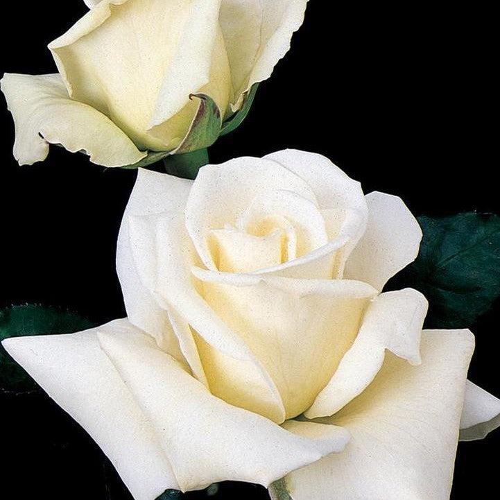 Rosa 'BOEgif'  - John F. Kennedy Rose