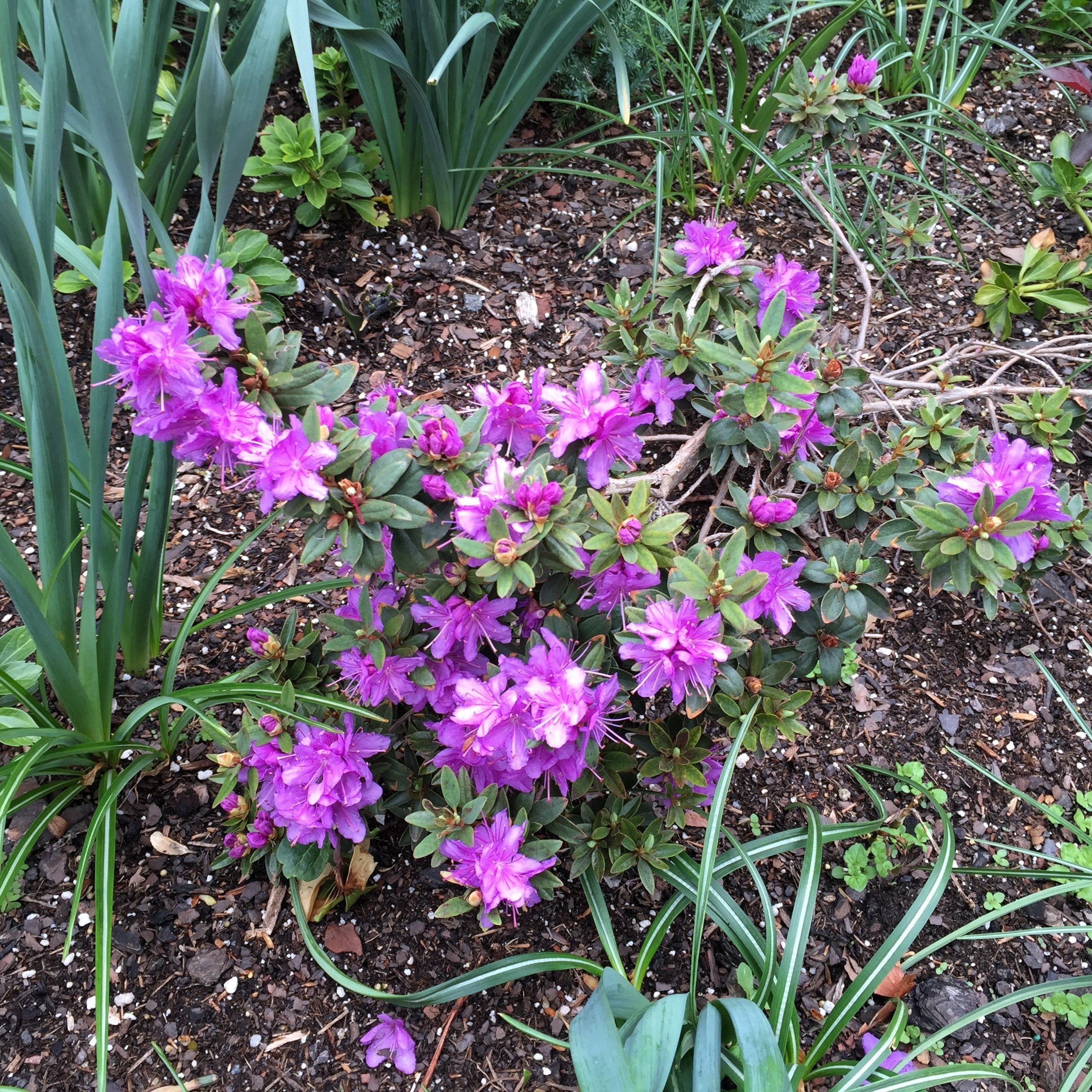 Rhododendron 'Purple Gem'  - Purple Gem Rhododendron
