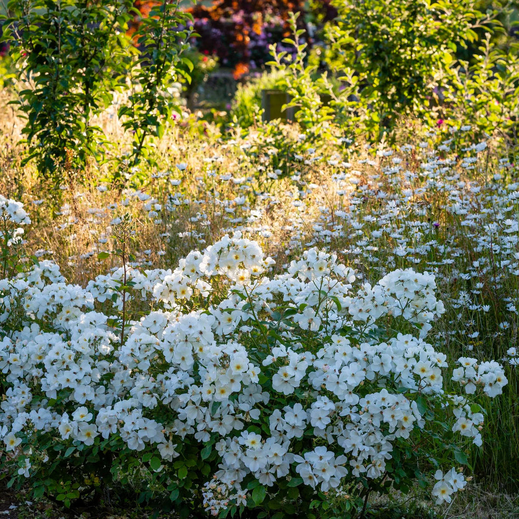 Kew Gardens® David Austin® English Shrub Rose