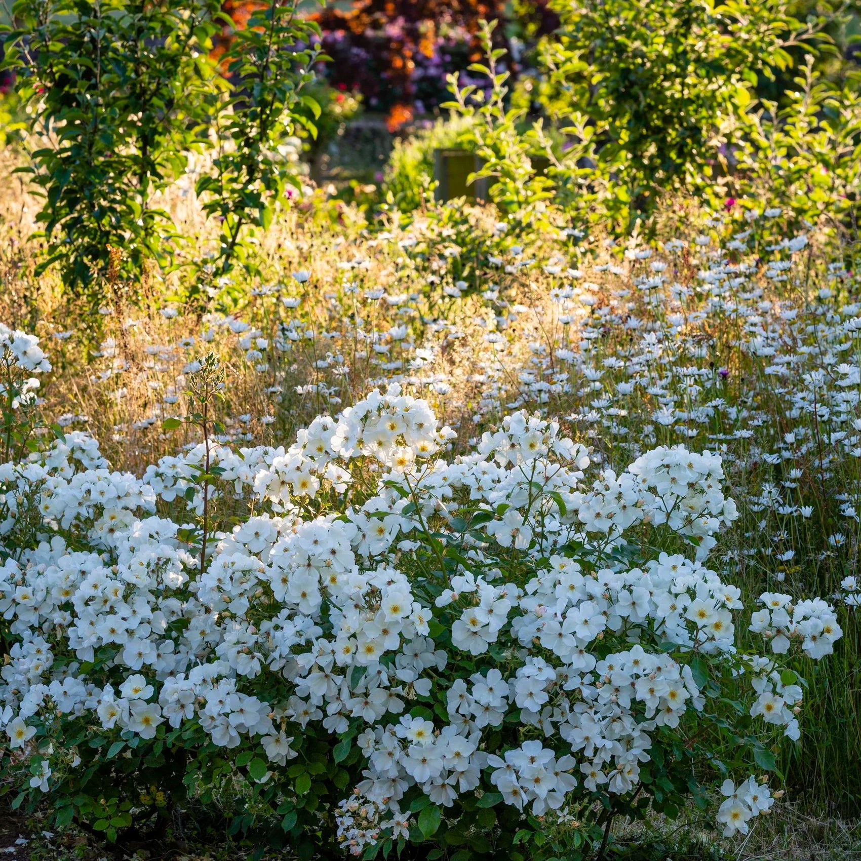 Kew Gardens® David Austin® English Shrub Rose
