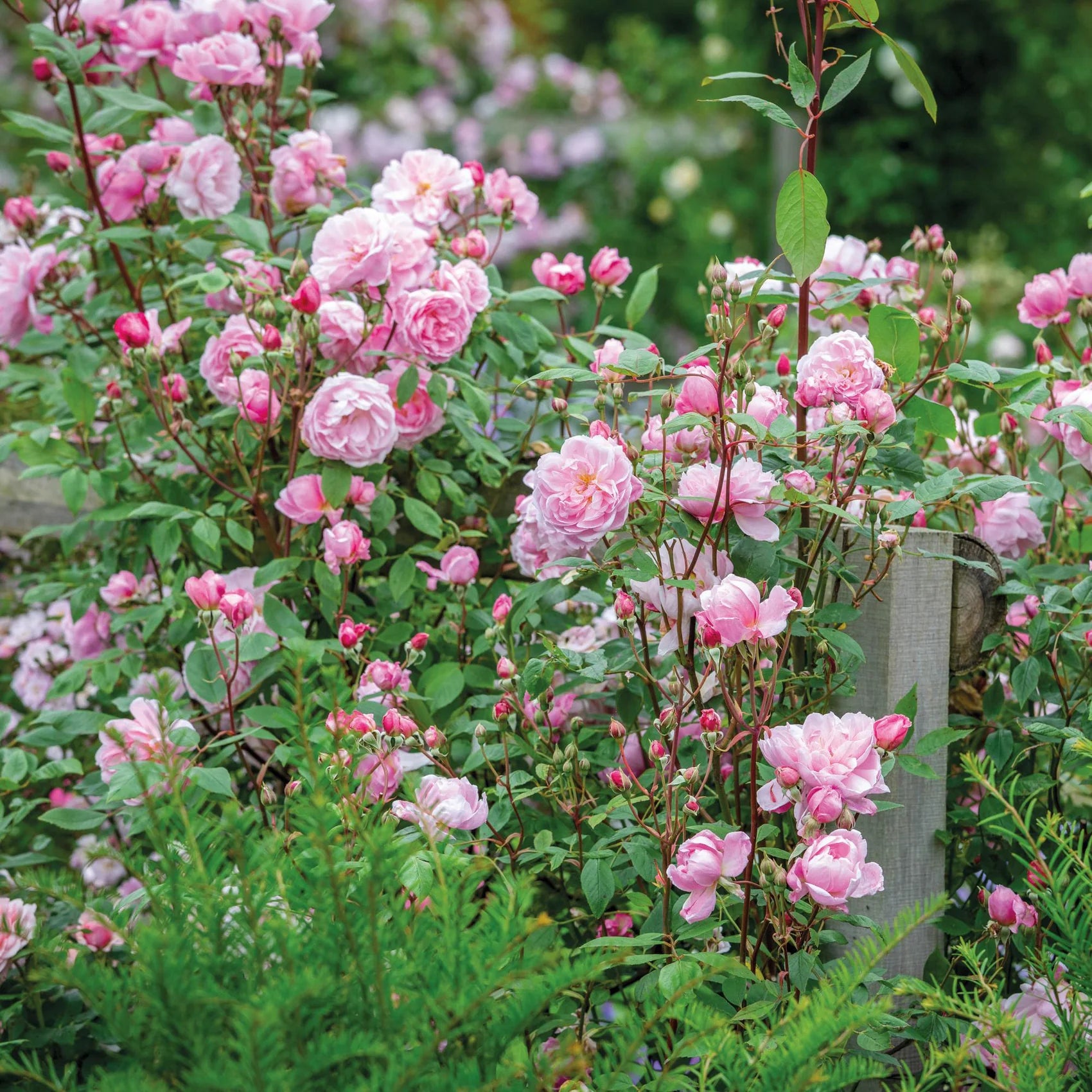 Mary Delany® David Austin® Climbing Rose