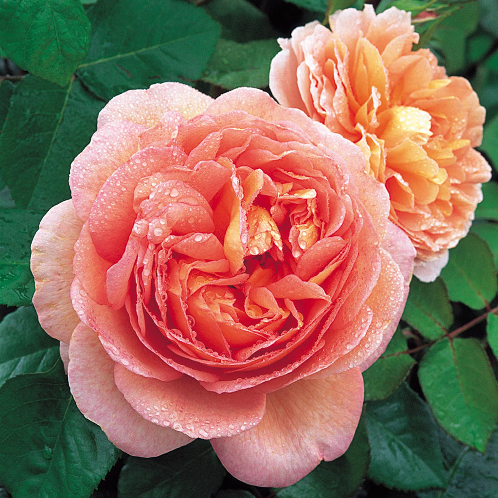Abraham Darby® English Rose on Fortuniana Rootstock