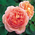 Abraham Darby® English Rose on Fortuniana Rootstock