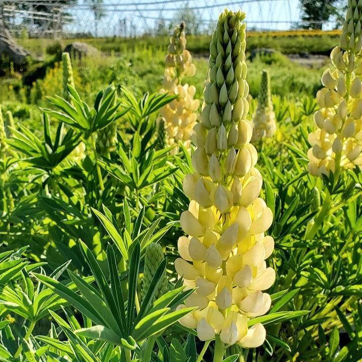 Lupinus polyphyllus 'Lupini Yellow Shades'  - Lupini Yellow Shades Lupine