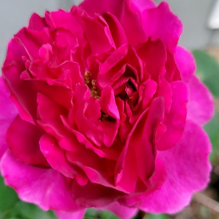 Rosa x 'NOA120803B'  - Showpiece™ Berry Rose