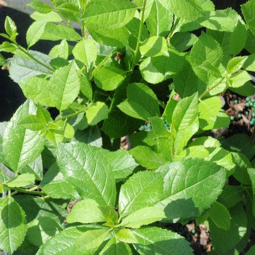 Ilex verticillata 'FARROWMRP' USPP 25,834  - Mr. Poppins® Winterberry