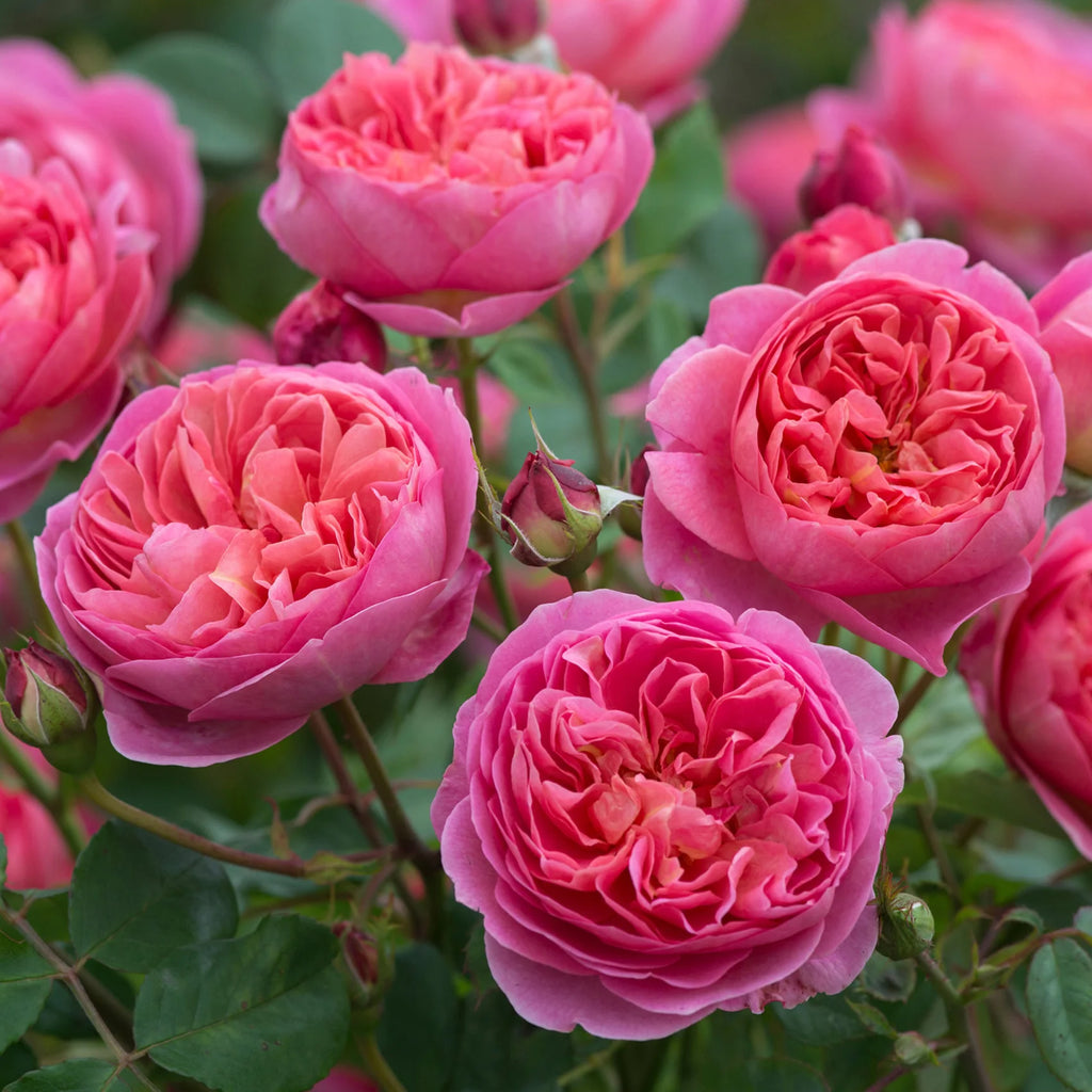 Boscobel® by David Austin®