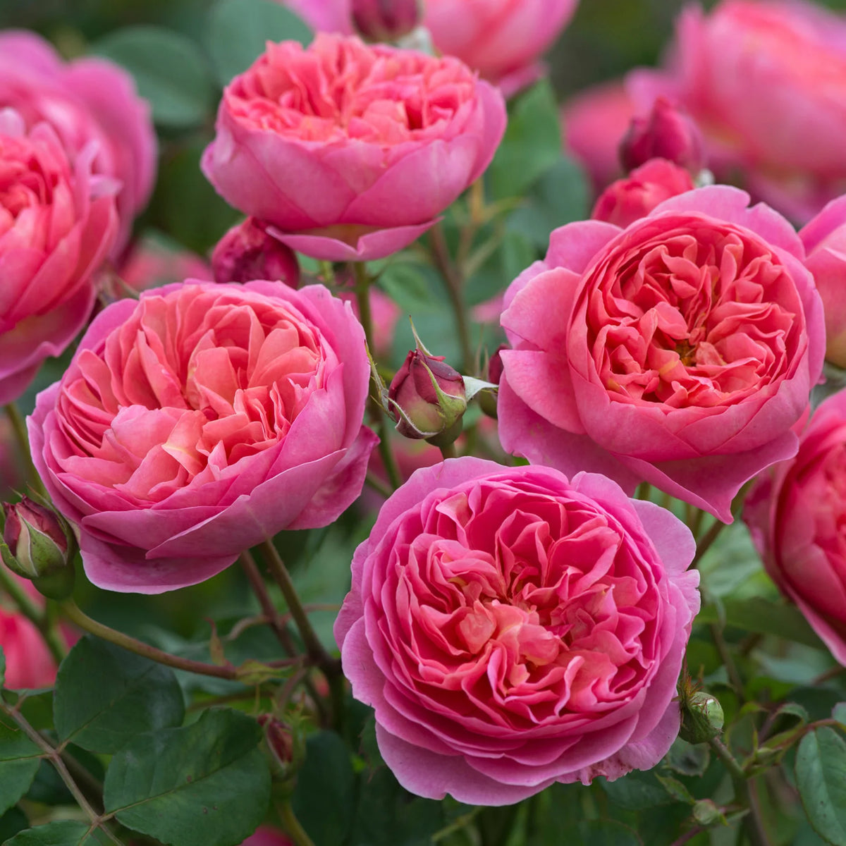 Boscobel® by David Austin®