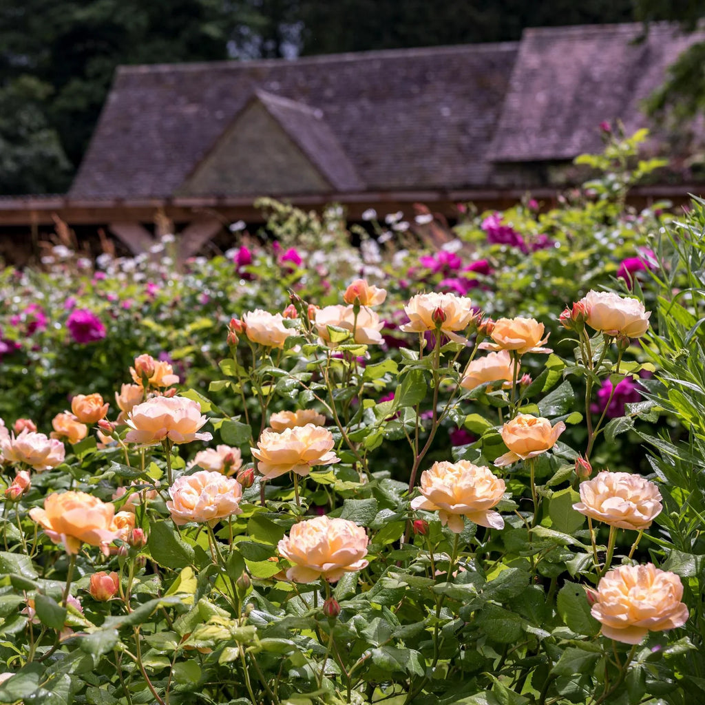 Roald Dahl® David Austin® English Shrub Rose