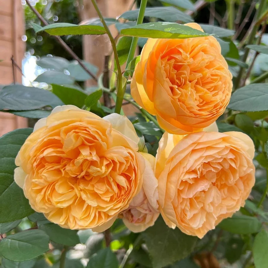 Bring Me Sunshine® by David Austin®