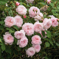 The Albrighton Rambler® David Austin® English Rambling Rose