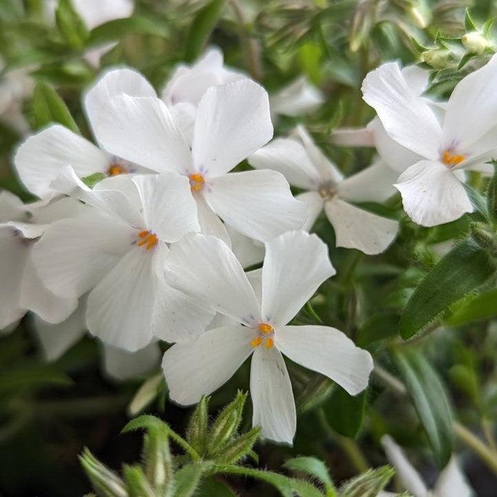 Phlox hybrid 'Woodlander White'  - Woodlander White Phlox