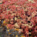 Sedum telephium 'TNSEDPP'  - Peach Pearls Sedum