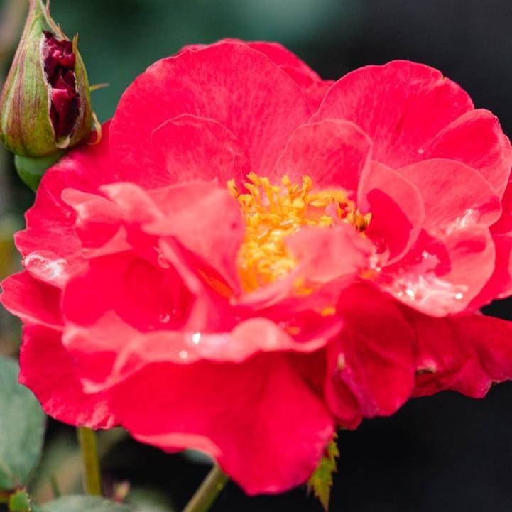 Rosa 'VLR13003'  - Bloomin' Easy® Cinnamon Hearts™ Rose