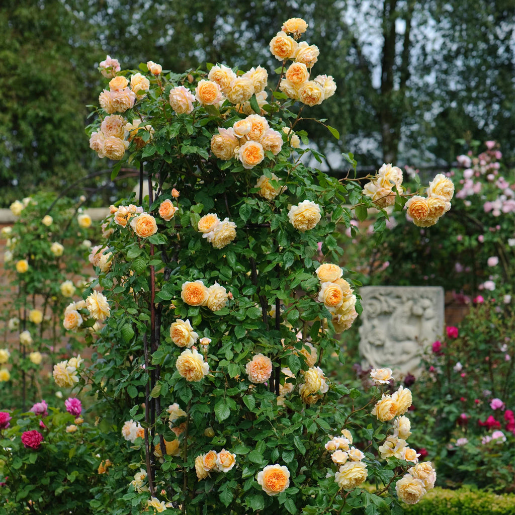 Crown Princess Margareta® by David Austin®