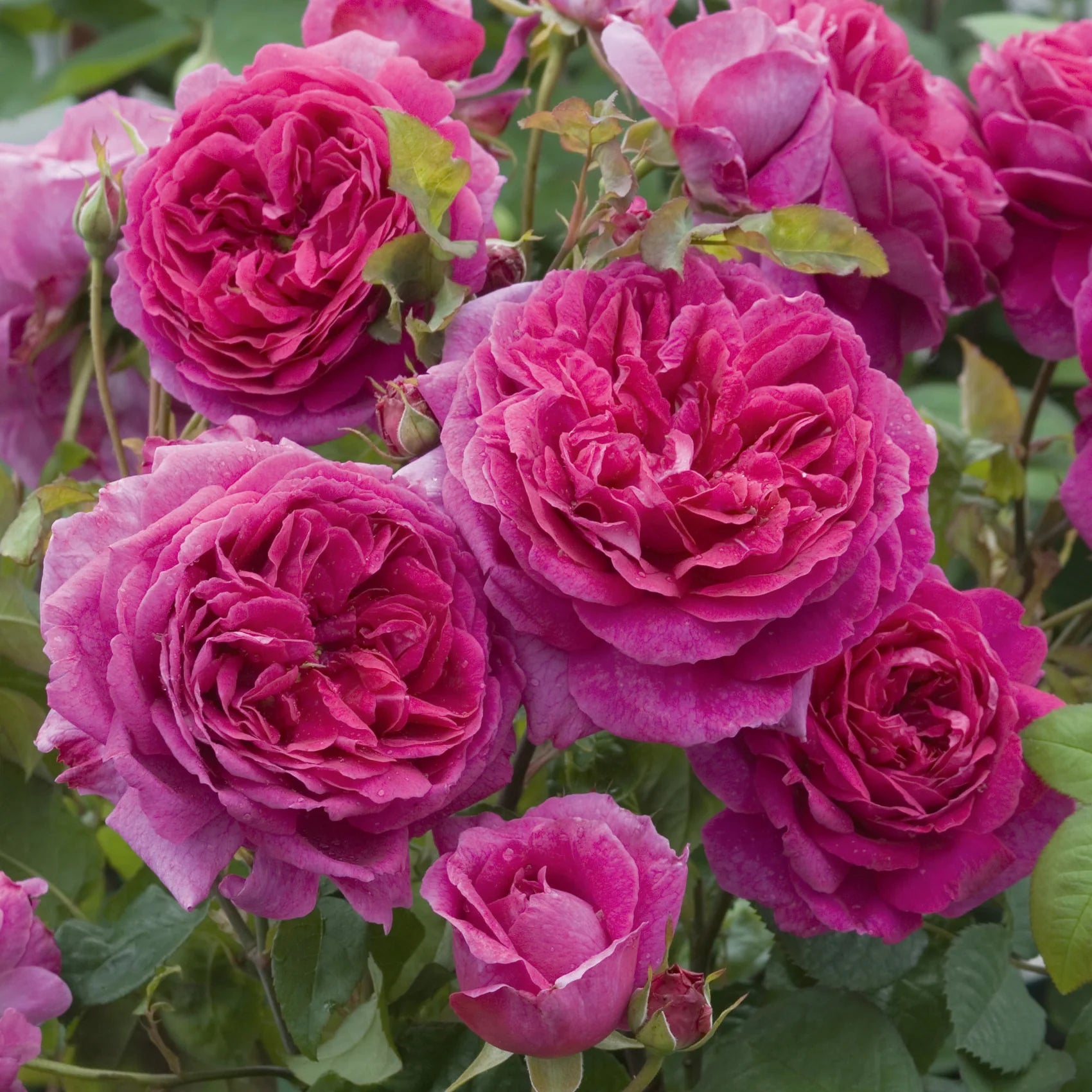 Young Lycidas® David Austin® English Shrub Rose