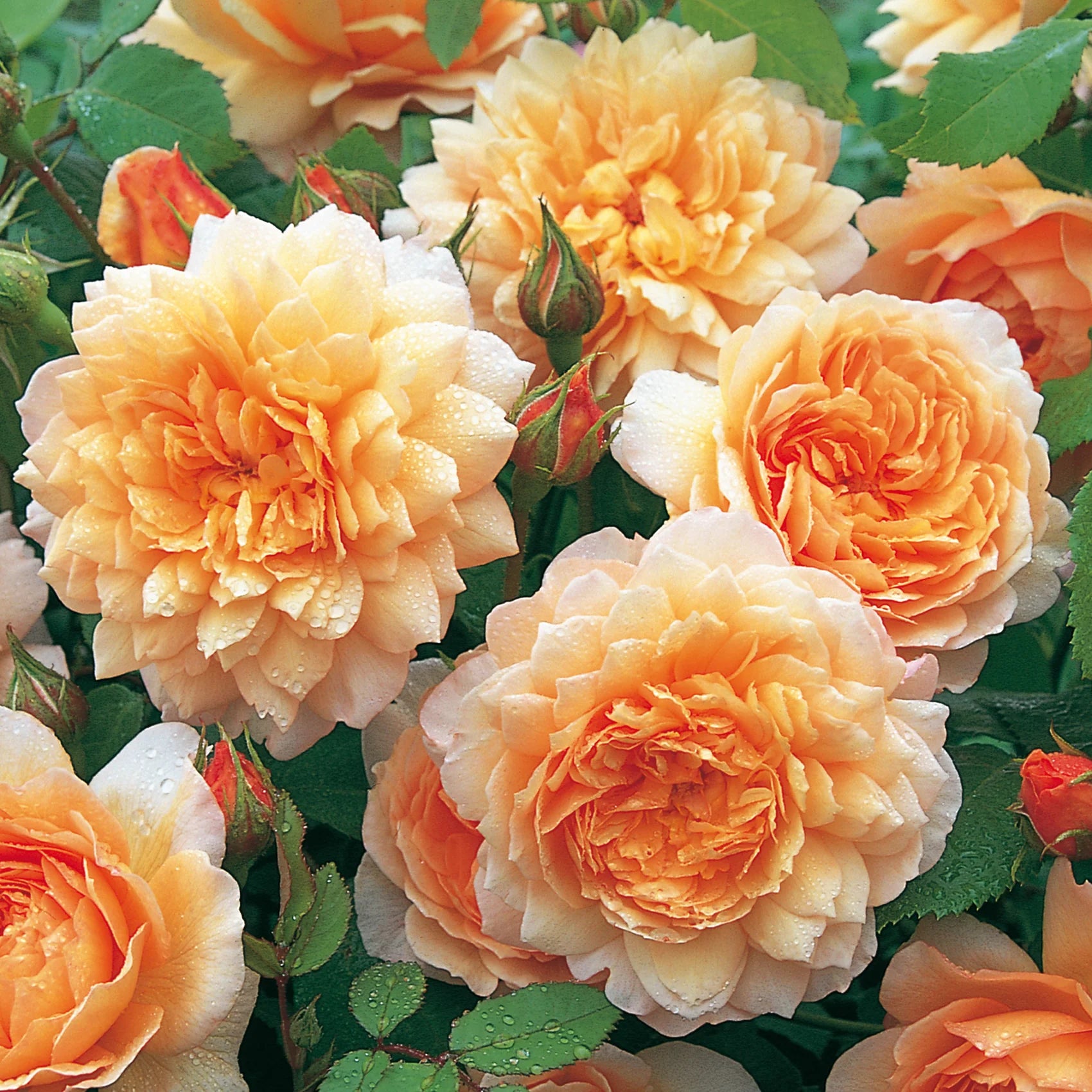 Grace® David Austin® English Shrub Rose
