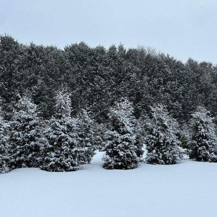 Thuja occidentalis 'V32'  - Sasquatch™ Dark Green Arborvitae