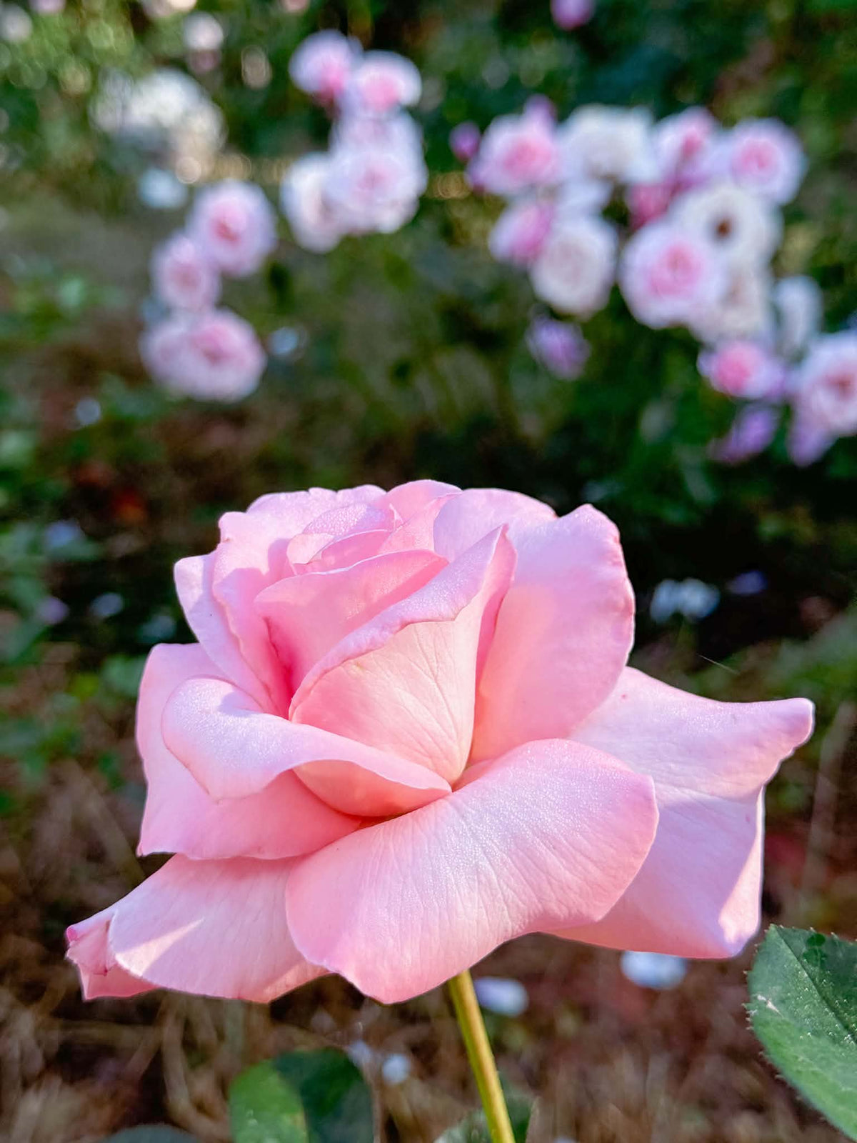 Marylou Whitney