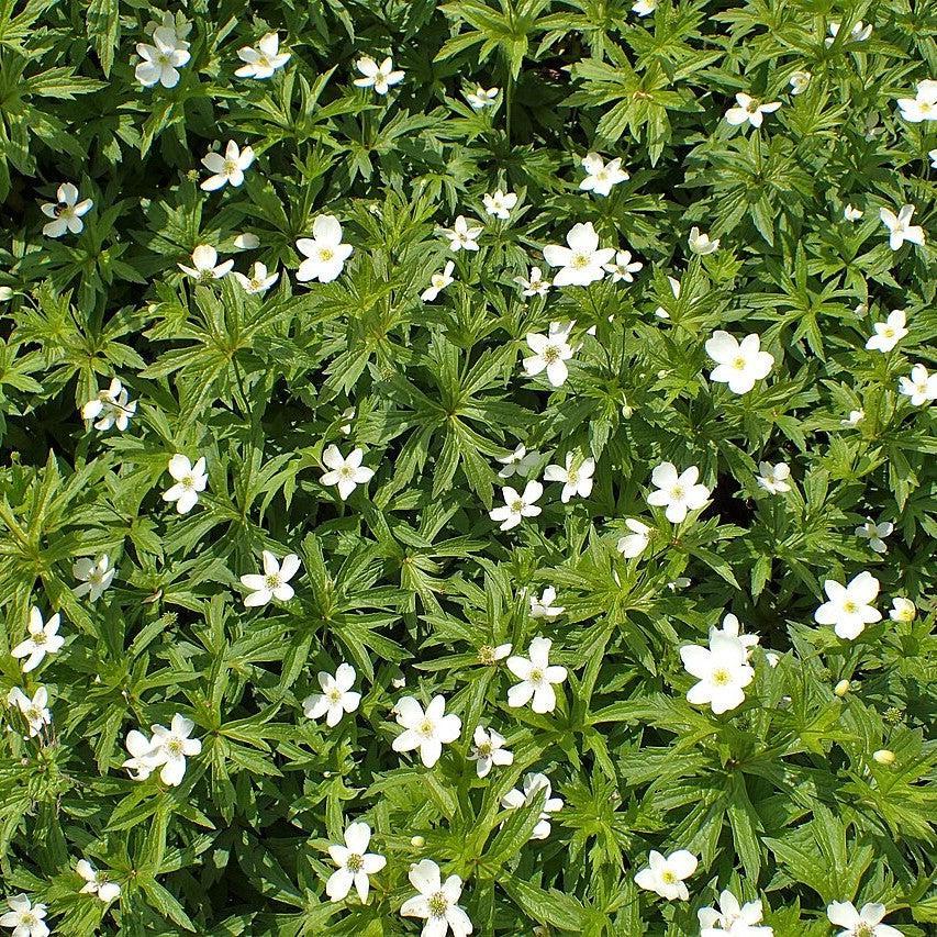 Anemone canadensis  - Canadian Anemone