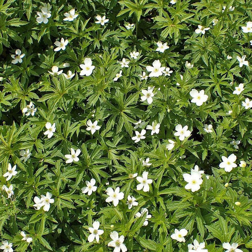 Anemone canadensis  - Canadian Anemone