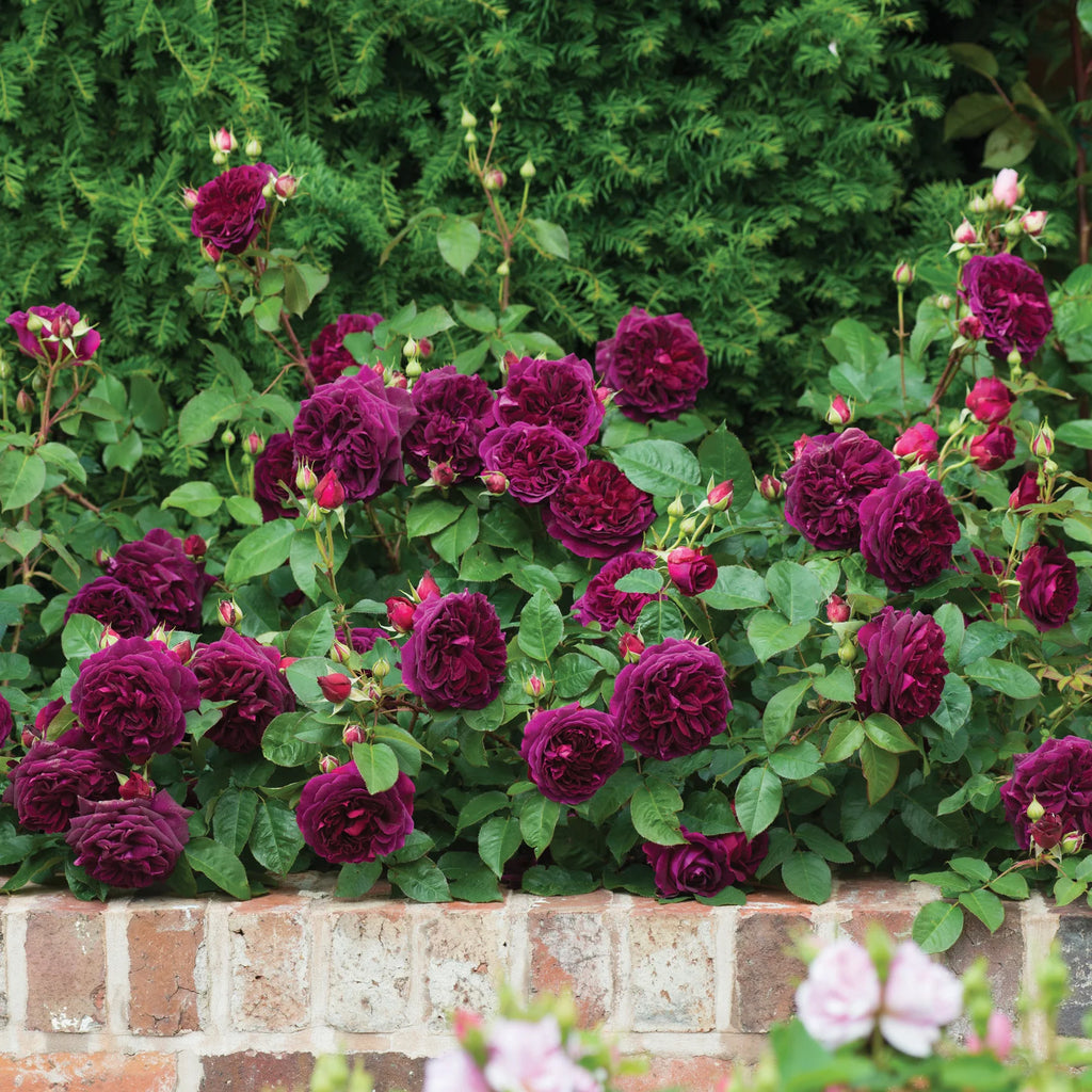Munstead Wood®