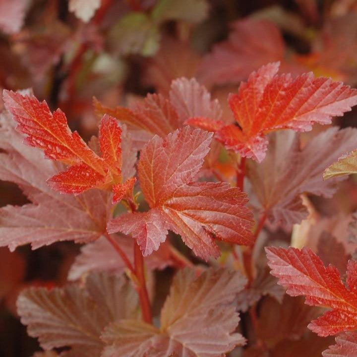 Physocarpus opulifolius 'Center Glow'  - Center Glow Ninebark