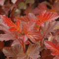Physocarpus opulifolius 'Center Glow'  - Center Glow Ninebark