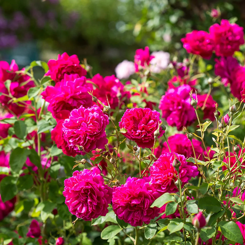Thomas à Becket™ David Austin® English Shrub Rose