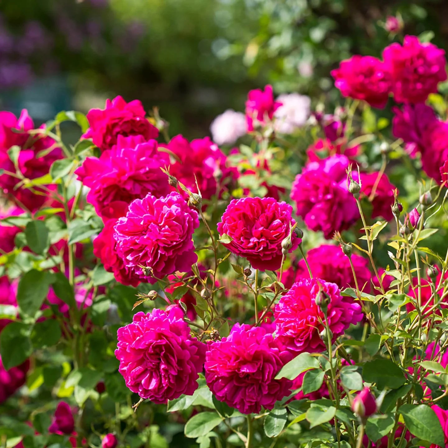 Thomas à Becket™ David Austin® English Shrub Rose