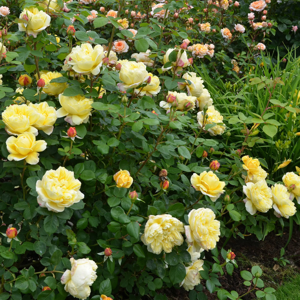 Charles Darwin™ David Austin® English Shrub Rose